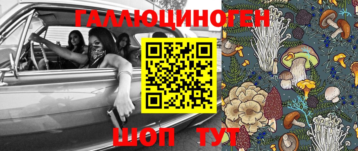 Псилоцибиновые грибы Psilocybe Гатчина